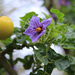 Solanum linnaeanum - Photo (c) Oretta Muzzi,  זכויות יוצרים חלקיות (CC BY-NC), הועלה על ידי Oretta Muzzi
