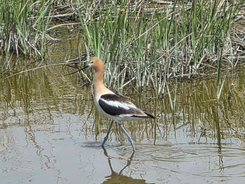 American Avocet