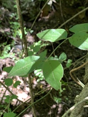 Jasminum streptopus
