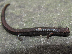 Batrachoseps incognitus