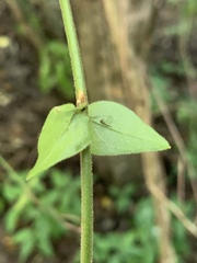 Jasminum streptopus
