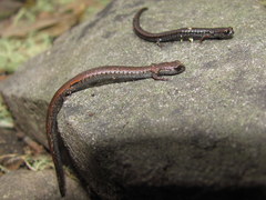 Batrachoseps incognitus