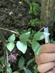 Jasminum streptopus