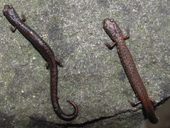 Batrachoseps incognitus