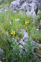 Verbascum creticum