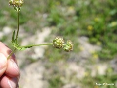 Valerianella coronata