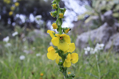 Verbascum creticum