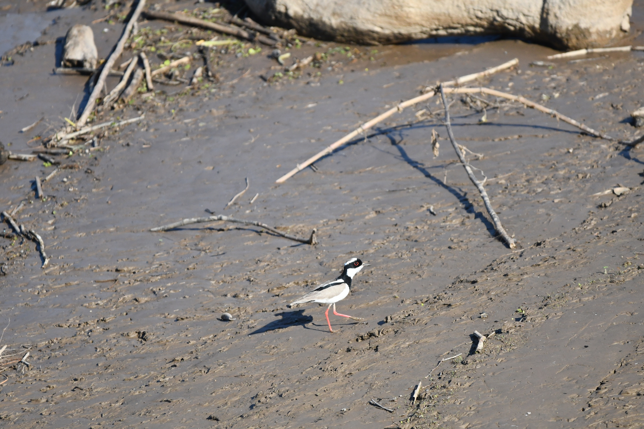Pied Plover (Hoploxypterus cayanus), photo 3