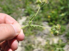 Valerianella coronata