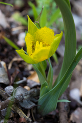 Calochortus monophyllus