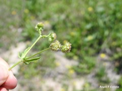 Valerianella coronata