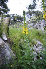 Verbascum creticum