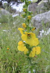 Verbascum creticum