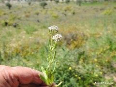 Valerianella discoidea
