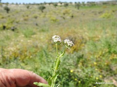 Valerianella discoidea