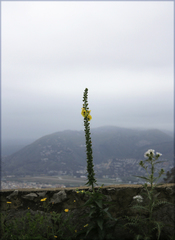 Verbascum creticum