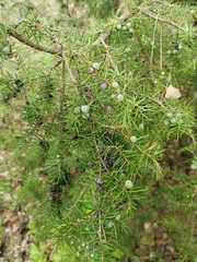 Juniperus communis communis