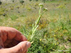 Valerianella discoidea