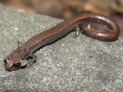 Batrachoseps incognitus