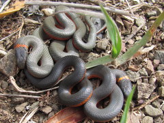 Diadophis punctatus vandenburgii