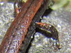 Batrachoseps incognitus