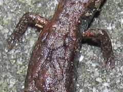 Batrachoseps incognitus