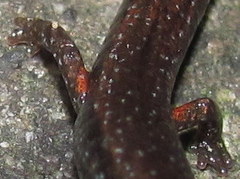 Batrachoseps incognitus