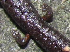 Batrachoseps incognitus