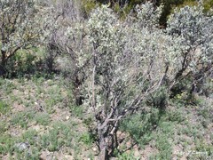 Cistus atriplicifolius