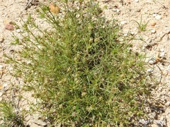 Plantago sempervirens