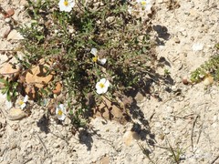Helianthemum asperum