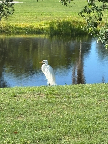 iNaturalist image