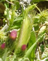 Hordeum murinum leporinum