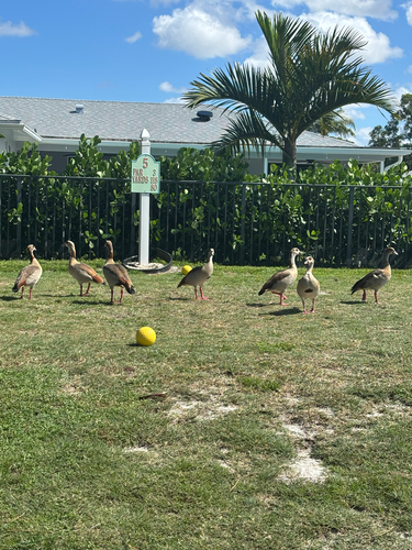 iNaturalist image