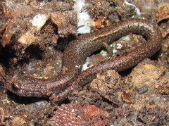 Batrachoseps incognitus