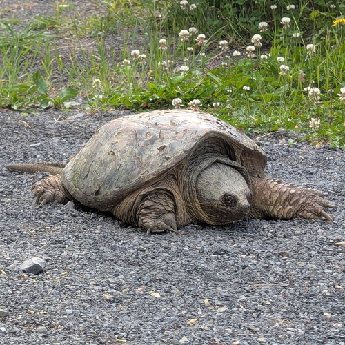 Snapping Turtle