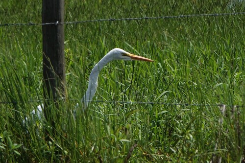iNaturalist image