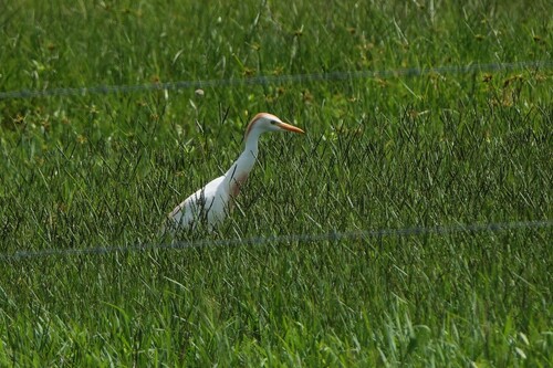 iNaturalist image
