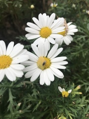 Diptera
