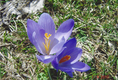 Crocus neapolitanus