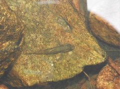 Rhinogobius duospilus