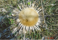 Carlina acanthifolia acanthifolia