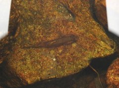 Rhinogobius duospilus