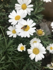 Episyrphus balteatus