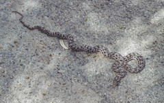 Elaphe quatuorlineata