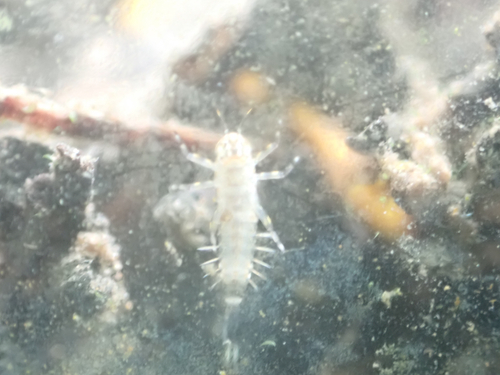 iNaturalist observation photo of Ameletus