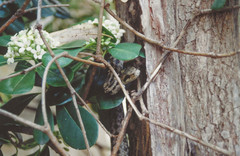 Elaphe quatuorlineata