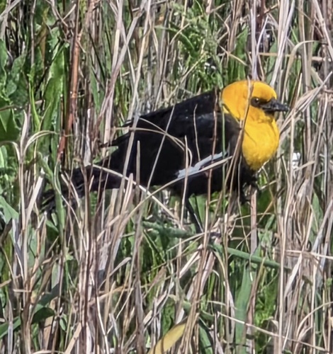 Yellow-headed Blackbird
