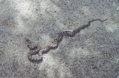 Elaphe quatuorlineata