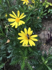 Diptera